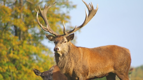 Lammles south red deer on sale